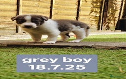 Border Collie dogs for sale: 6 Kennel Club registered Border Collie pups - Image 13
