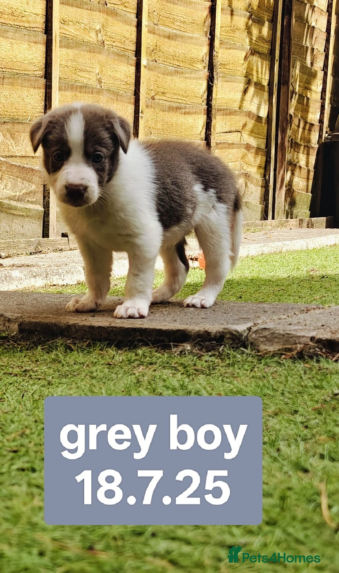 Border Collie dogs for sale: 6 Kennel Club registered Border Collie pups - Image 13