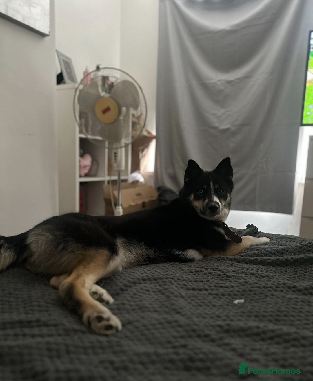 Pomsky dogs for sale: Nala the Pomsky🖤 - Advert 7