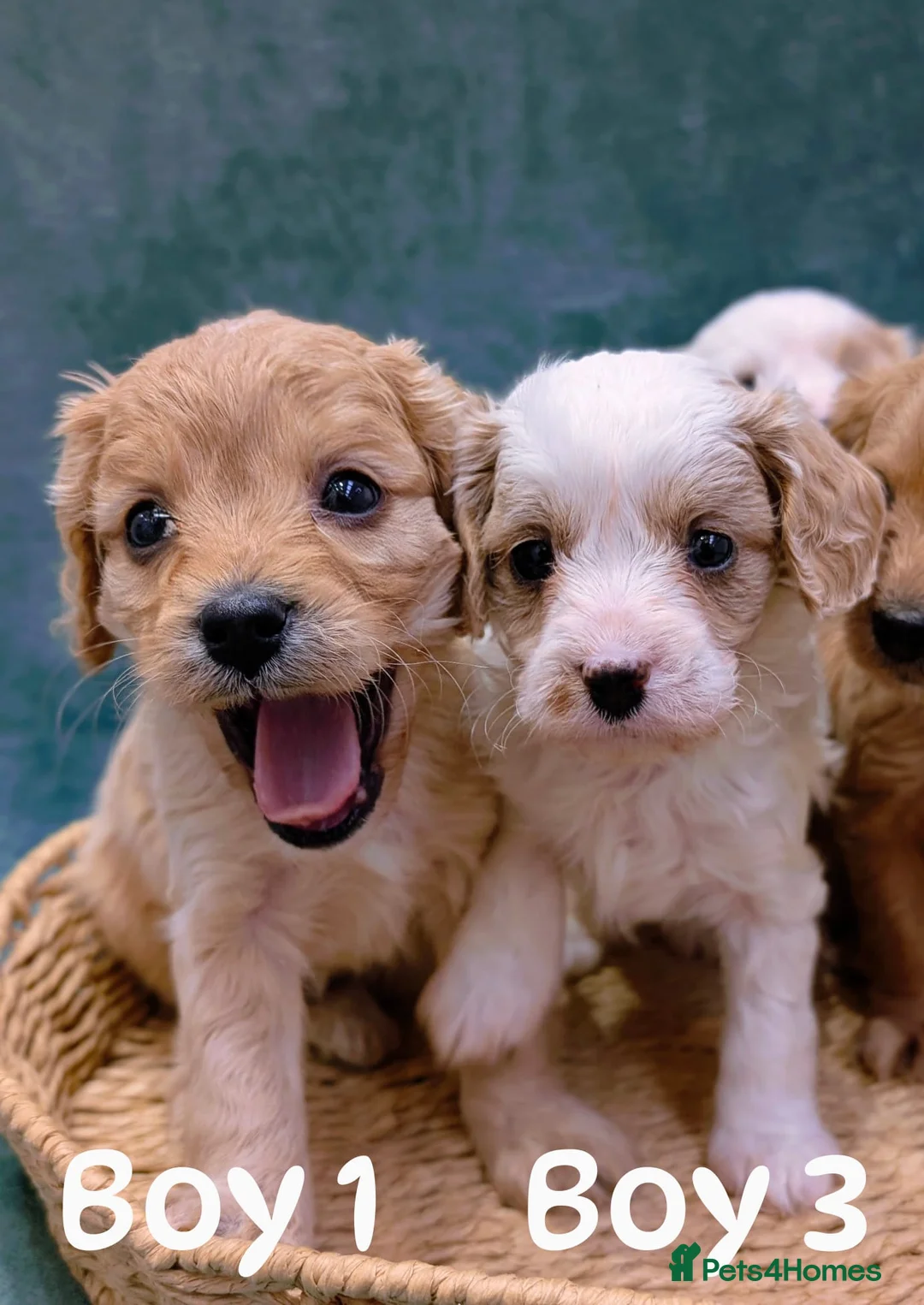 Cavapoo dogs for sale: Cavapoo F1 puppies Manchester  in Manchester - Advert 2