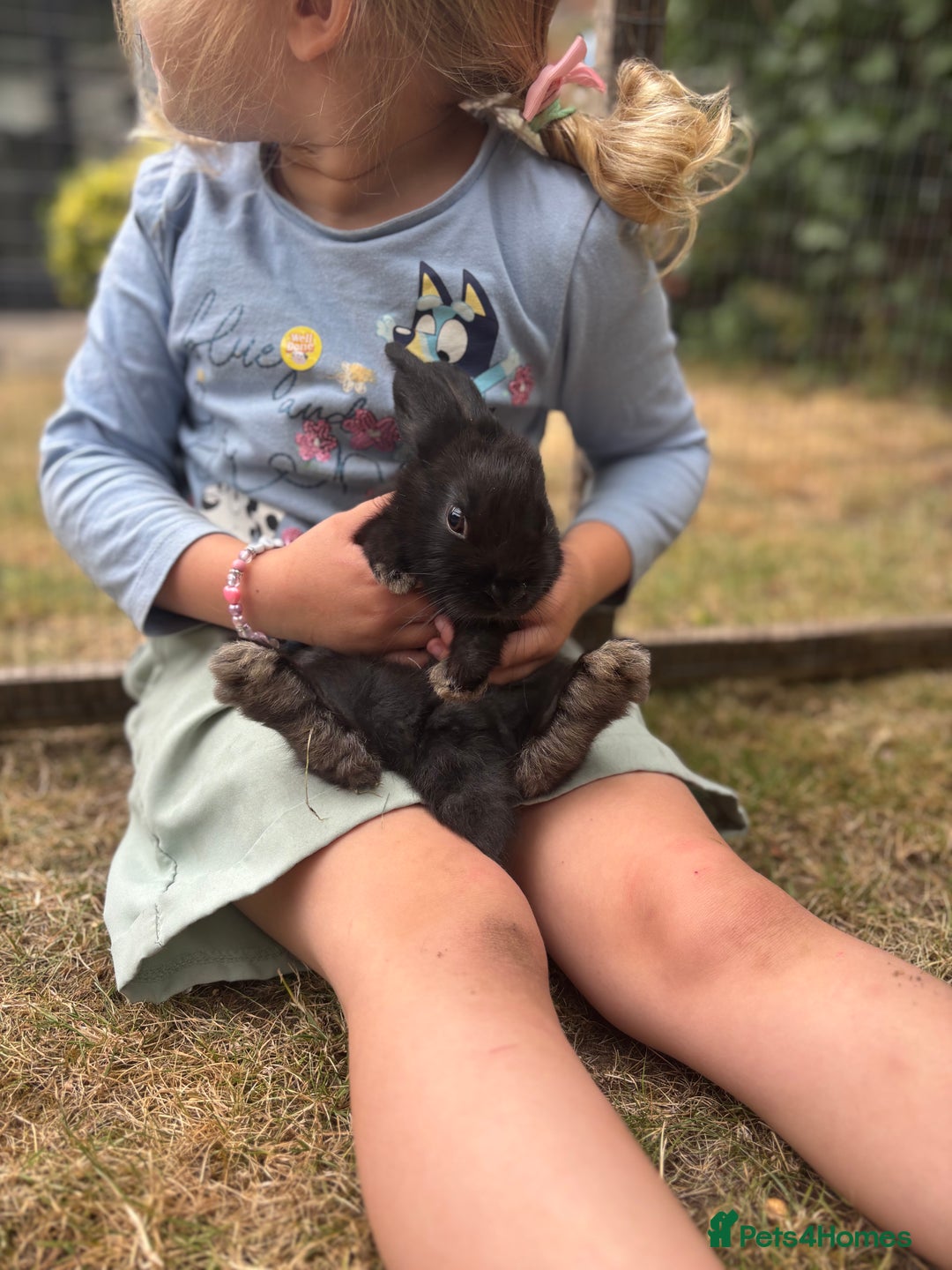 Mini Lop rabbits for sale: Mini Lop x Netherland babies Rabbits – Ready Now! - Image 9