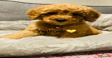 Cockapoo dogs - Advert 14