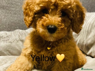 Cockapoo dogs - Advert 12