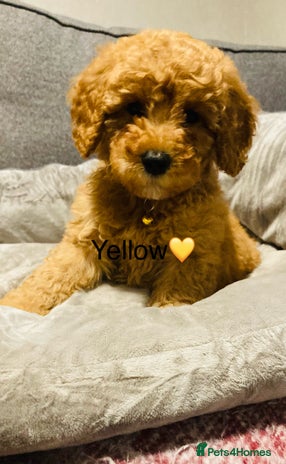 Cockapoo dogs - Advert 2