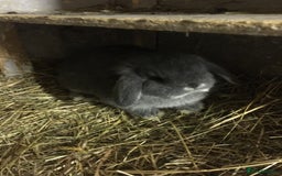 Mini Lop rabbits for sale: Mini lops for sale  - Advert 2