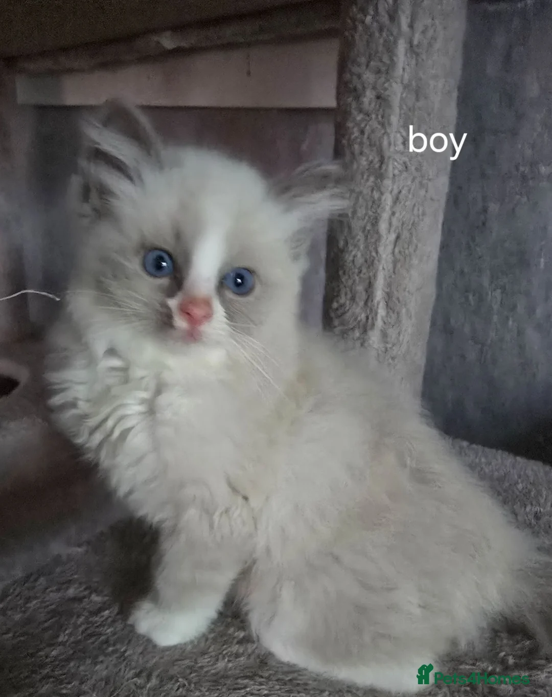 Ragdoll cats for sale: 3 rgdoll  kittens - Advert 1