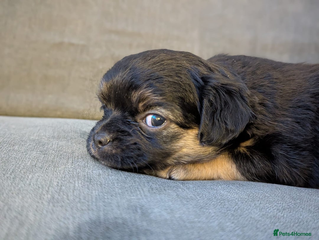 Chorkie dogs for sale: Chorkie puppies  - Advert 4