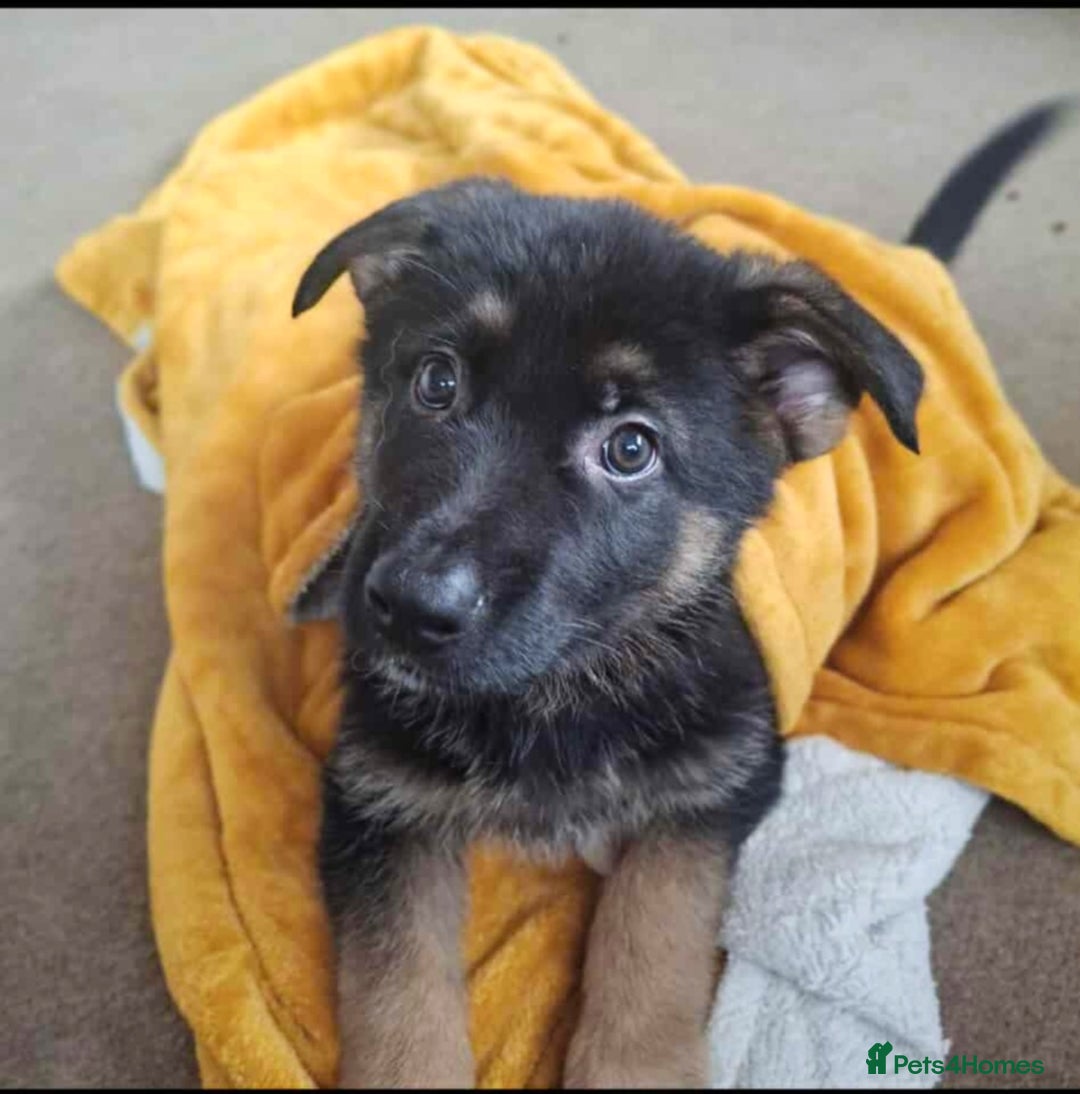 German Shepherd dogs for sale: BEAUTIFUL GERMAN SHEPHERD PUPS READY NOW - Image 17