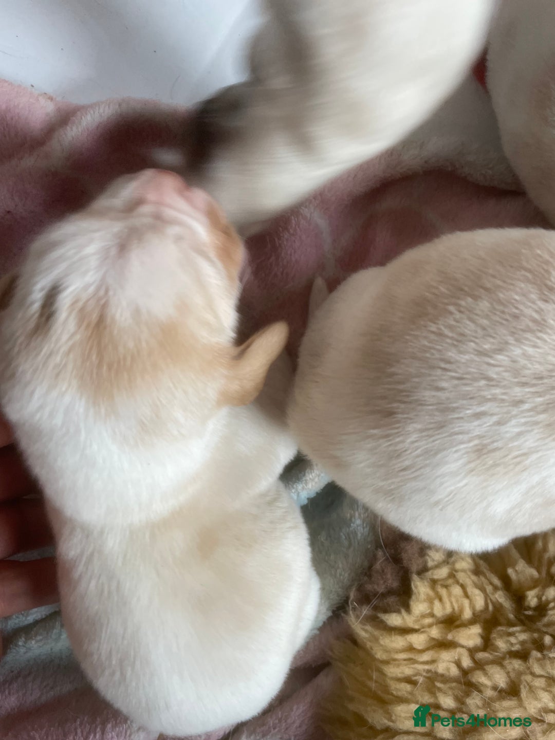 Beagle dogs for sale: Beautiful beagle boys kc reg ready 19 sept  - Image 26
