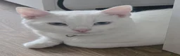 Turkish Angora cats for sale: Adorable kittens looking to be rehomed. - Advert 3