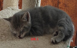 Scottish Fold cats for sale: Gorgeous Scottish Fold Cross Kittens–Family Raised - Image 8