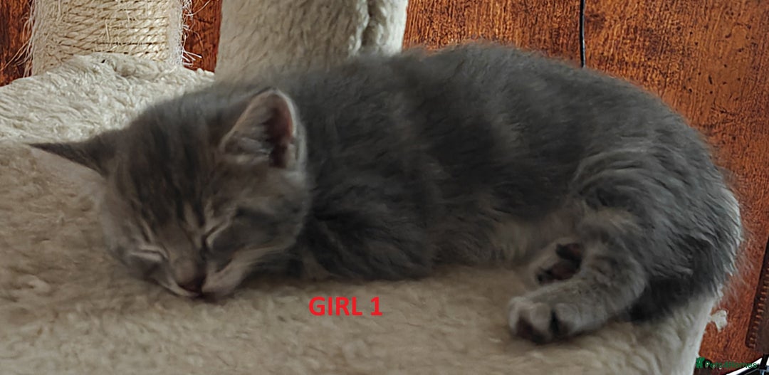 Scottish Fold cats for sale: Gorgeous Scottish Fold Cross Kittens–Family Raised - Image 8