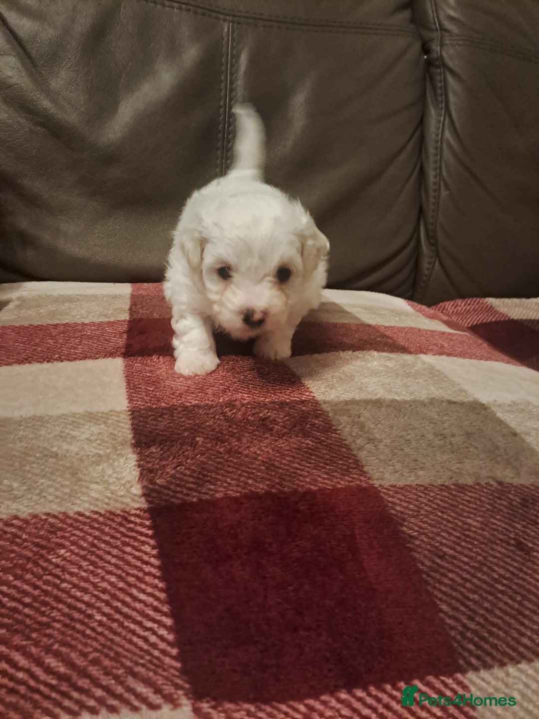 Bichon Frise dogs for sale: 4beautiful Bichon Frise puppies (3boys and 1 girl) - Advert 33