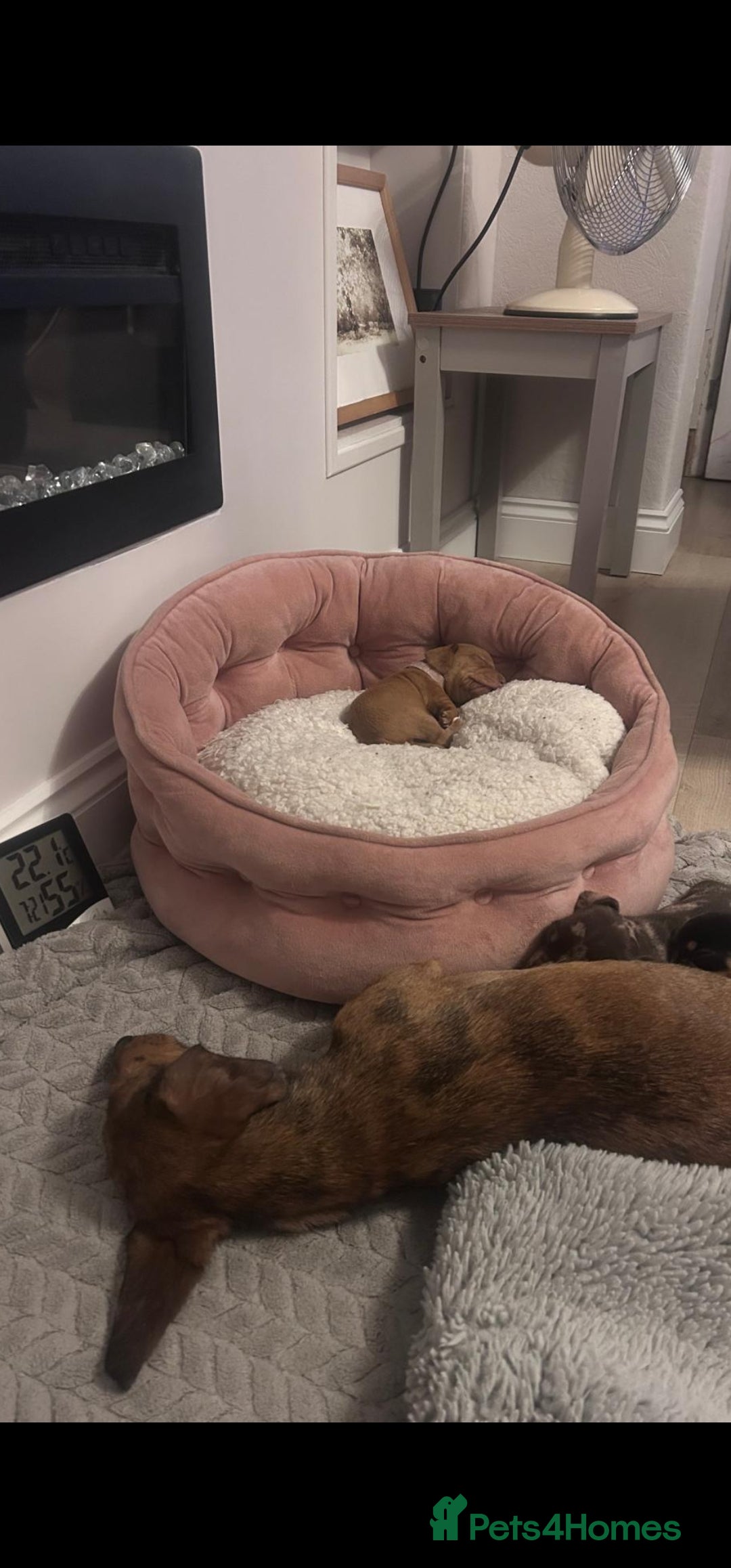 Miniature Dachshund dogs for sale: Mini Dachshund Puppies - Image 8