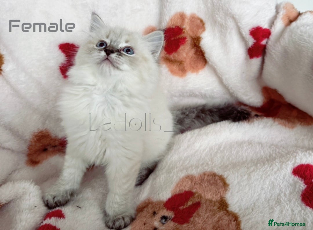 Ragdoll cats for sale: 🐾 Beautiful Blue-Eyed Kittens Available 🐾 - Advert 8