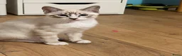 Mixed Breed cats for sale: Half Ragdoll half Bengal Kitten 4 months old  - Advert 5