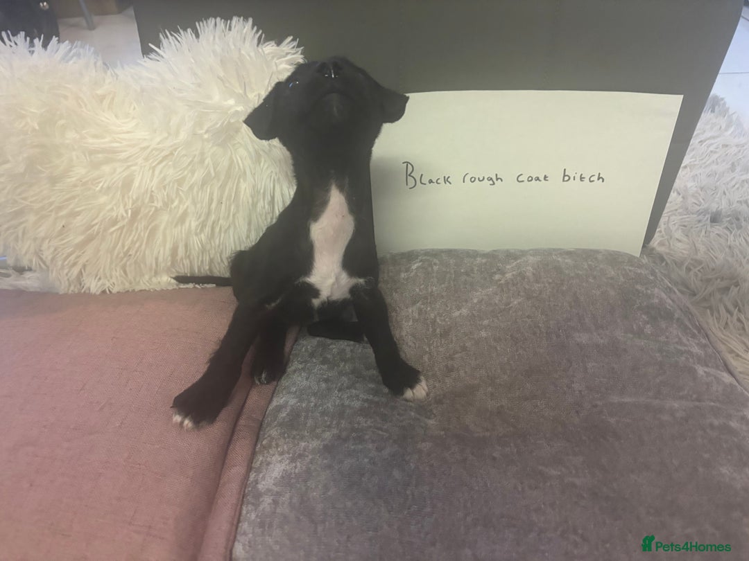Patterjack dogs for sale:  🐾Patterdale x Jack Russell Puppies🐾 - Image 4