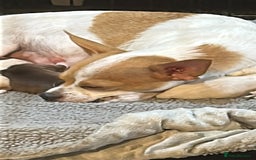 Chihuahua dogs for sale: Puppy  - Image 11
