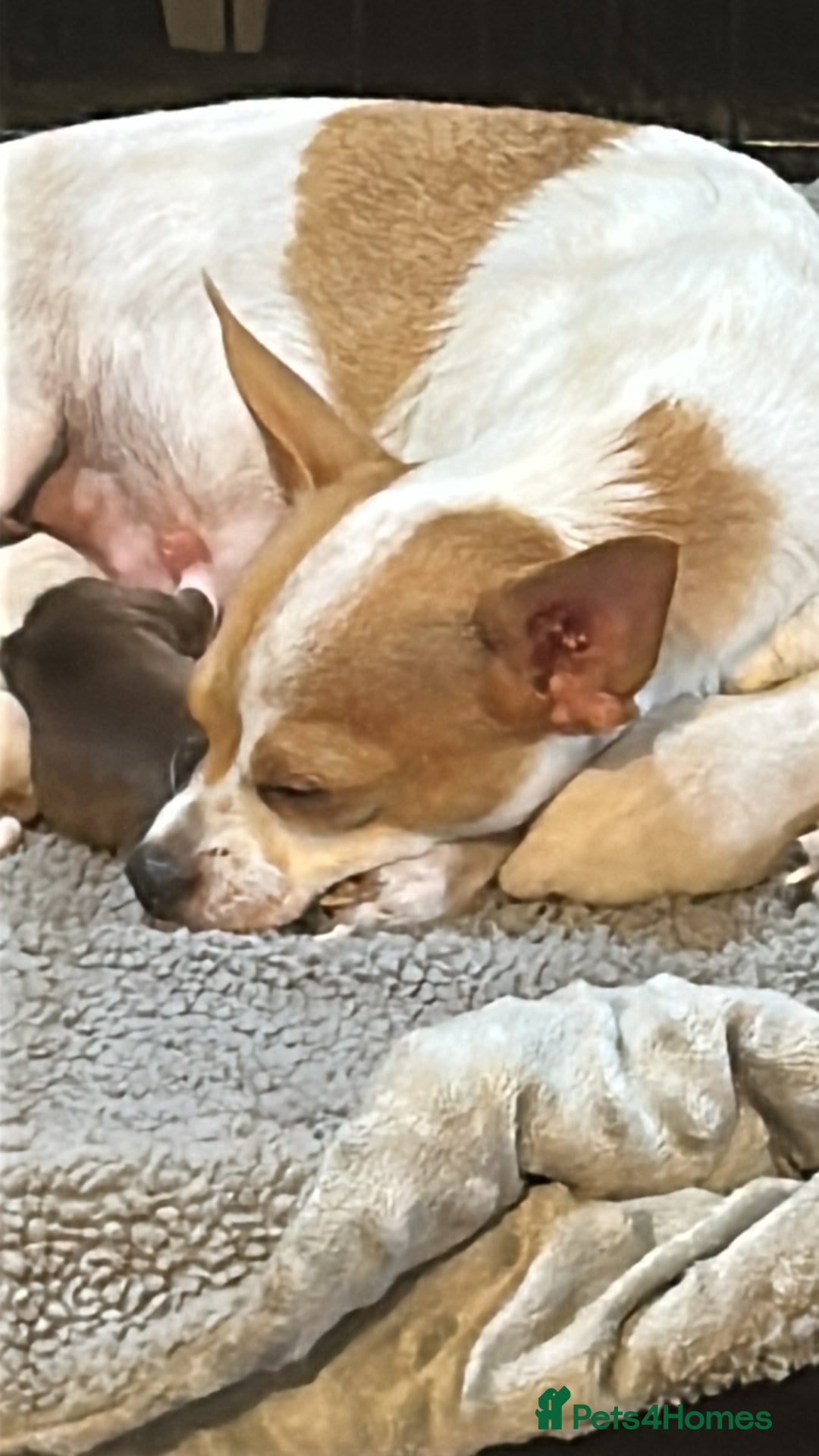Chihuahua dogs for sale: Puppy  - Image 11