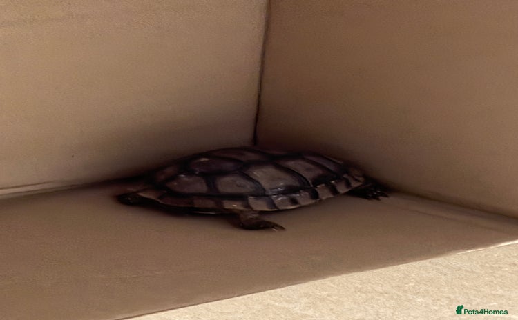 Tortoise reptiles - Advert 1
