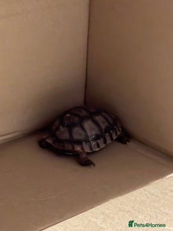 Tortoise reptiles - Advert 2