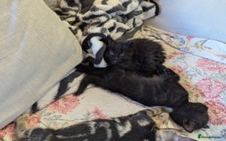 Bombay cats for sale: Different prices Bombay X long hair  - Image 17
