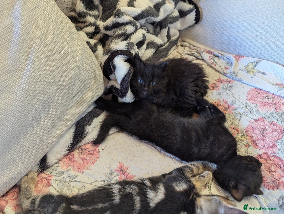 Bombay cats for sale: Different prices Bombay X long hair  - Image 17