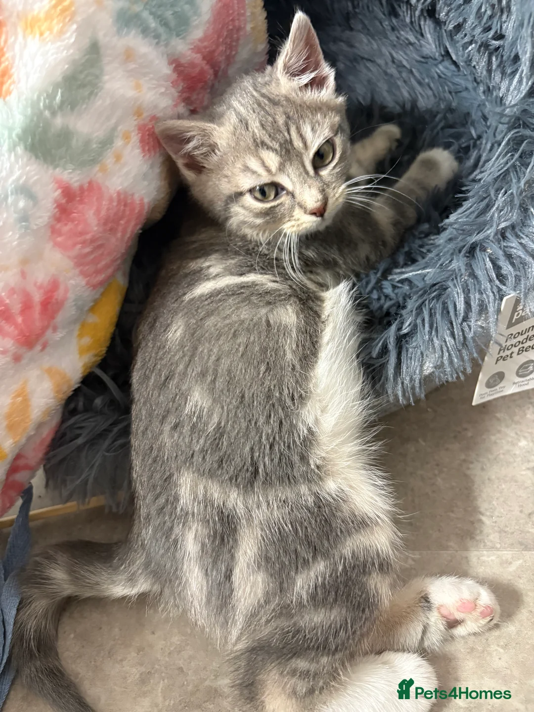 Mixed Breed cats for sale: silver kitten female  - Advert 4