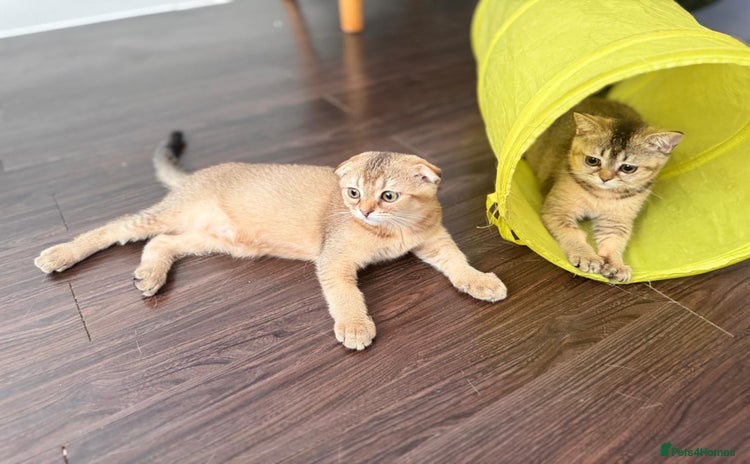 Scottish Fold cats - Advert 2