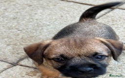 Border Terrier dogs for sale: Border terrier puppy’s  - Image 12