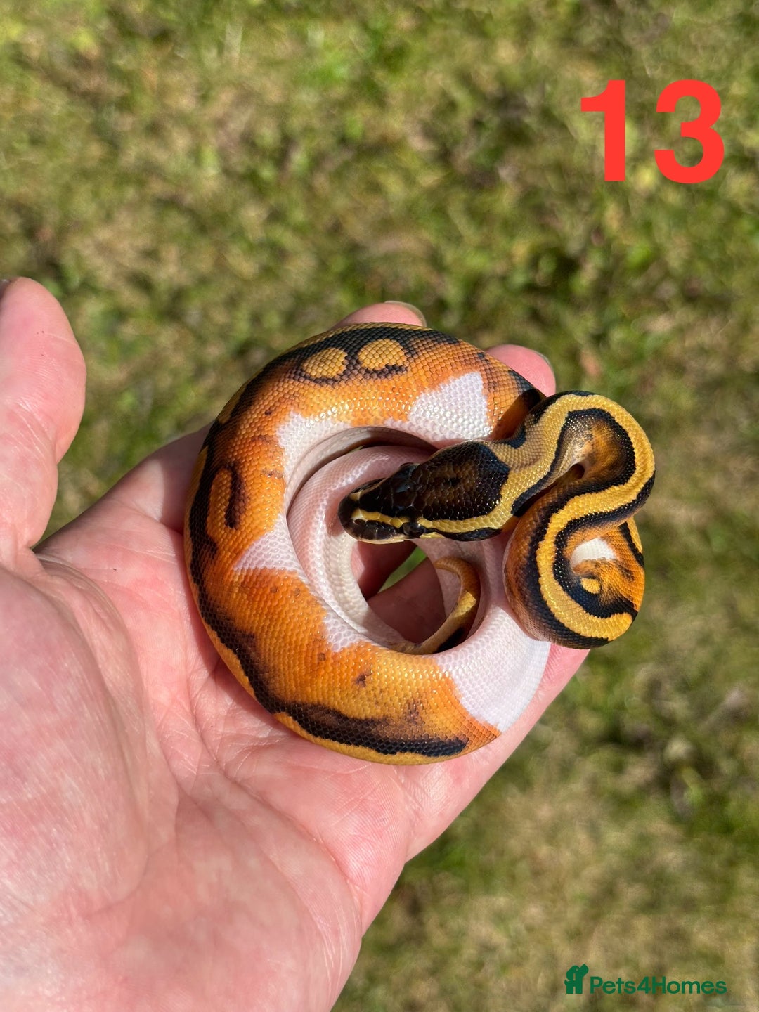 Python Snake reptiles for sale: Ball Python / Royal Python Hatchlings and Adults - Image 14