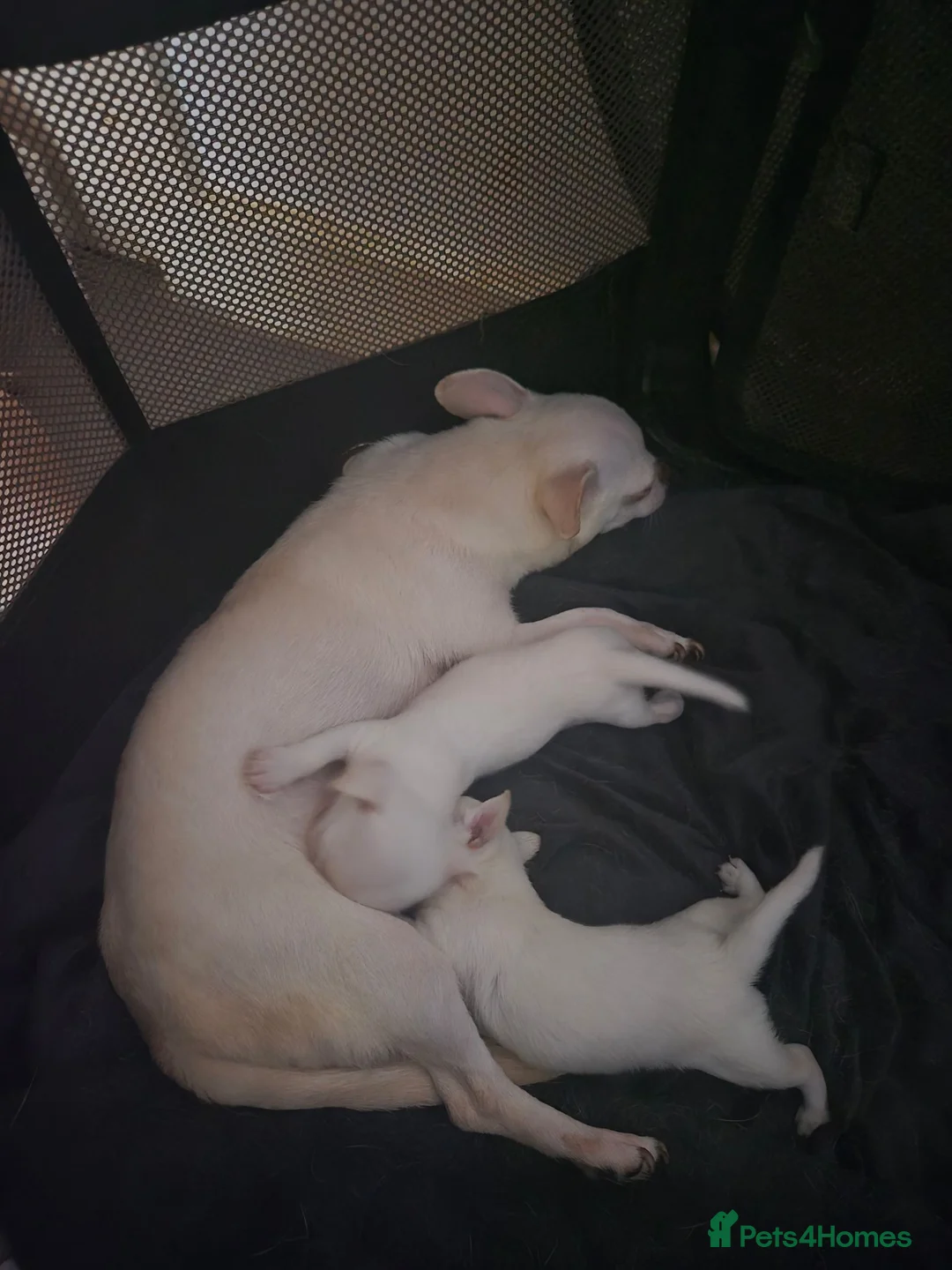 Chihuahua dogs for sale: Pure white chihuahua pups  in Bristol - Advert 2