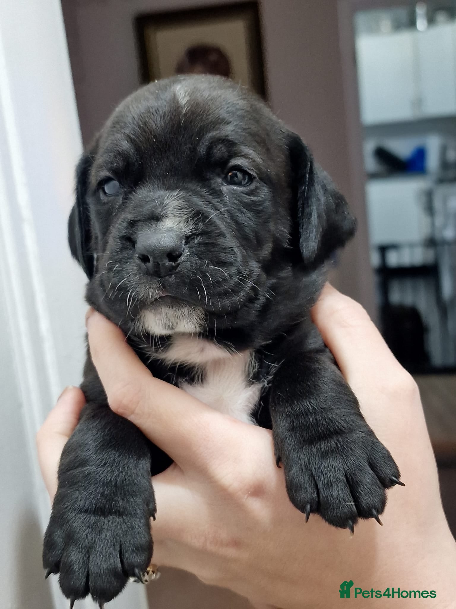 Mixed Breed dogs Bullmastiff × Sprocker Spaniel Puppies 9 Pups - Advert 1
