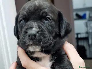 Mixed Breed dogs Bullmastiff × Sprocker Spaniel Puppies 9 Pups - Advert 1