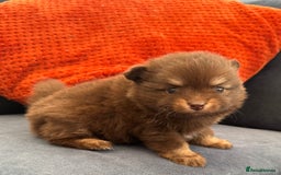 Pomchi dogs for sale: Stunning toysize little loving girl - Image 5