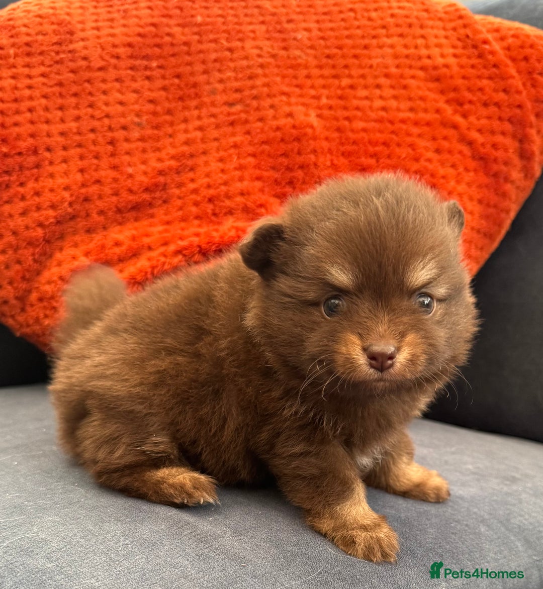Pomchi dogs for sale: Stunning toysize little loving girl - Image 5
