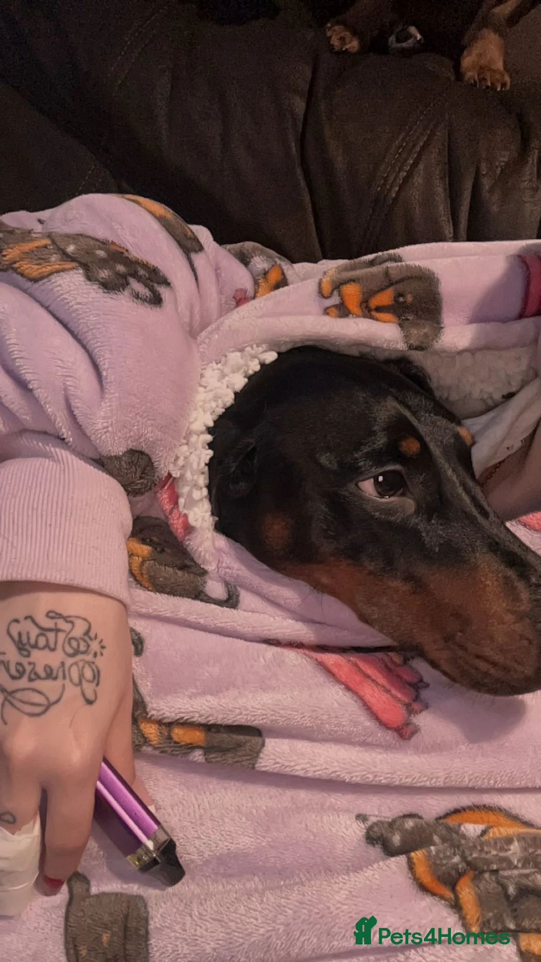Dachshund dogs for sale: 4 year old male dachshund needs a home  - Advert 3