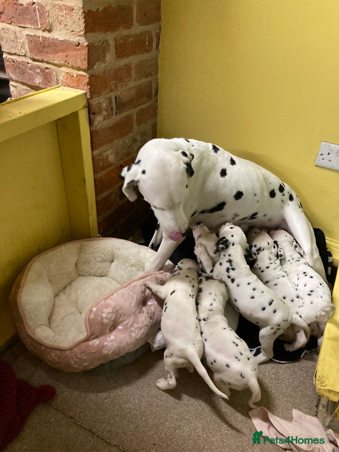 Dalmatian dogs for sale: Dalmation puppies  - Advert 12