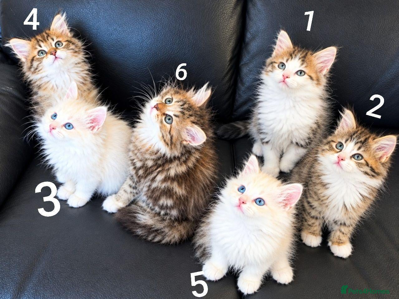 Siberian cats Pure gorgeous Siberian Kittens - Advert 7