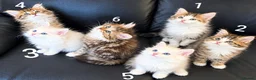 Siberian cats for sale: Pure gorgeous Siberian Kittens - Advert 1
