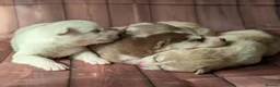 Siberian Husky dogs for sale: 7 Beautiful Siberian Husky puppies (5 available) - Advert 5