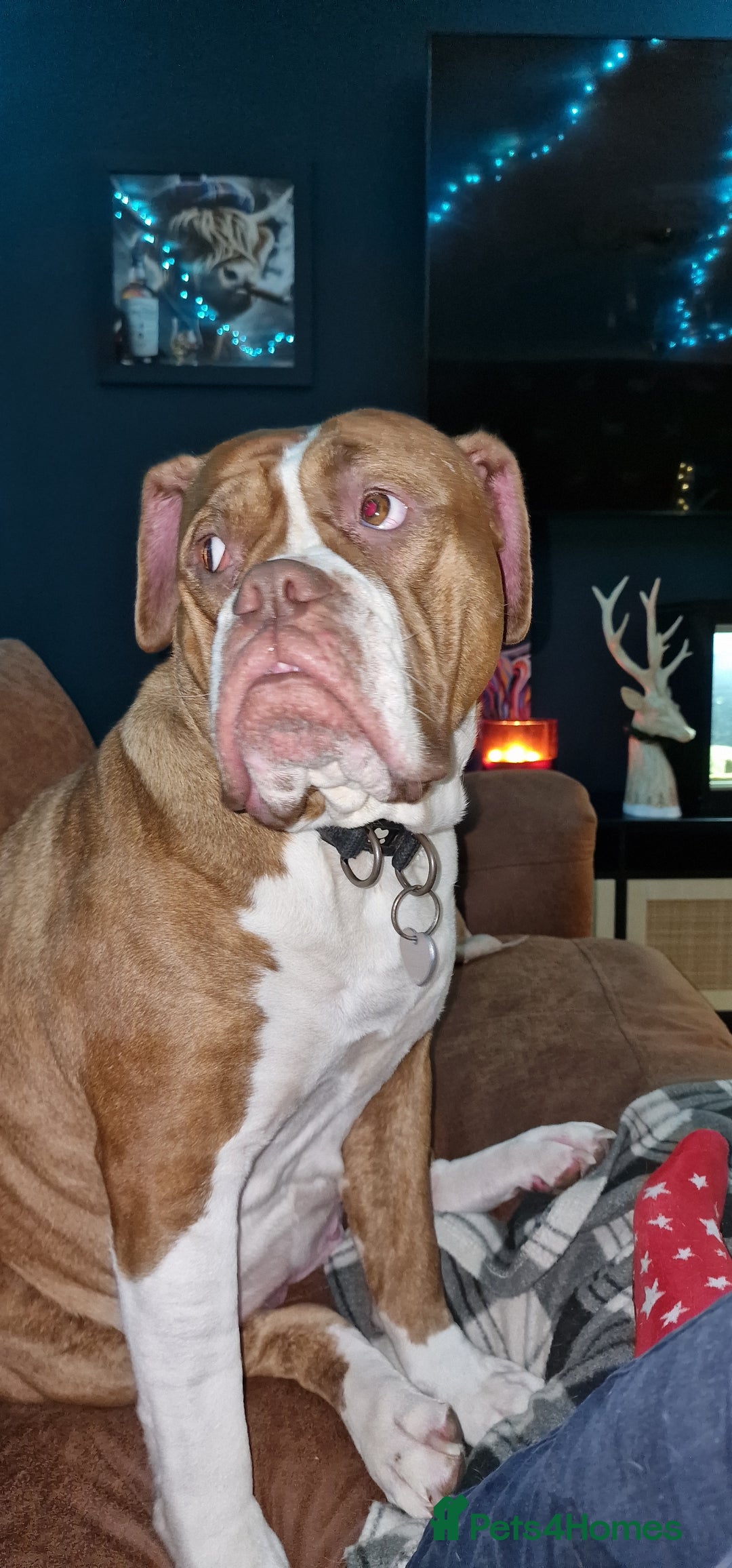 Mixed Breed dogs for sale: Khallesi  - Advert 3