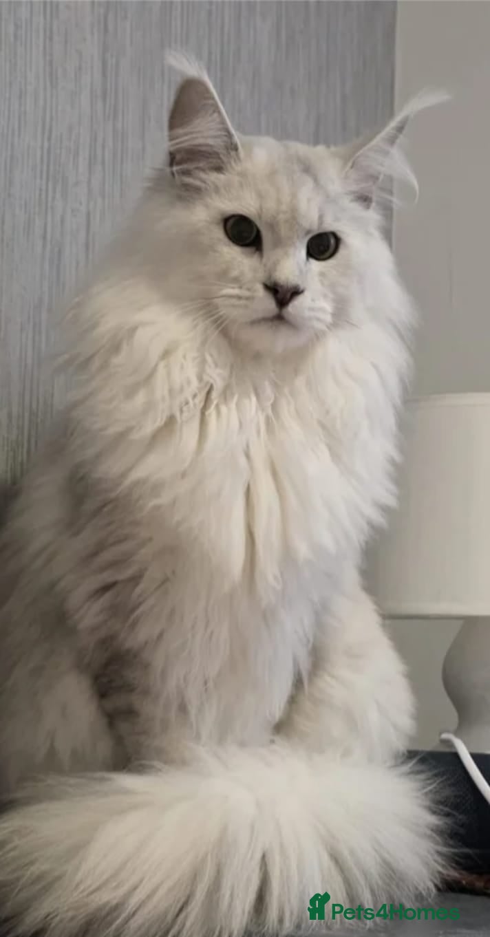 Maine Coon cats Maine coon kitten for sale - Advert 2