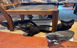 Domestic Shorthair cats for sale: 4 kittens, ready to go - Image 4