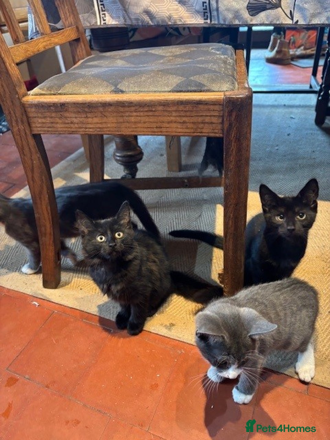 Domestic Shorthair cats for sale: 4 kittens, ready to go - Image 4