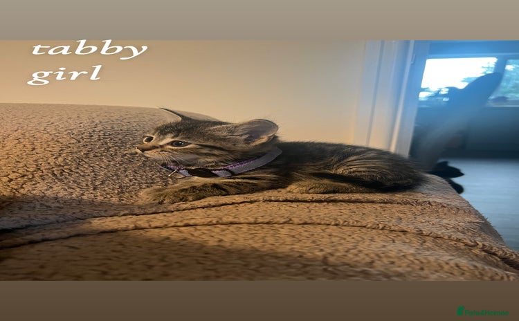 American Shorthair cats - Advert 1