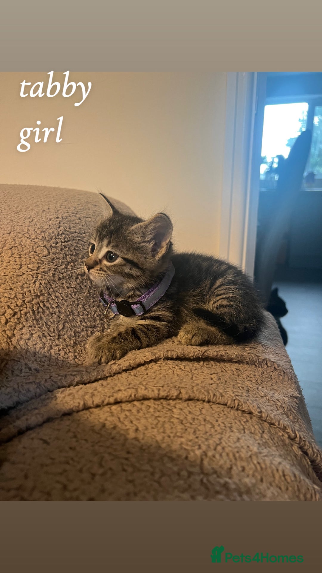 American Shorthair cats for sale: Mixed Shorthair Kittens - Image 1