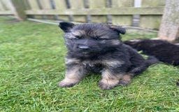 German Shepherd dogs for sale: Ready to leave 🐾 GSD Puppies - Image 29