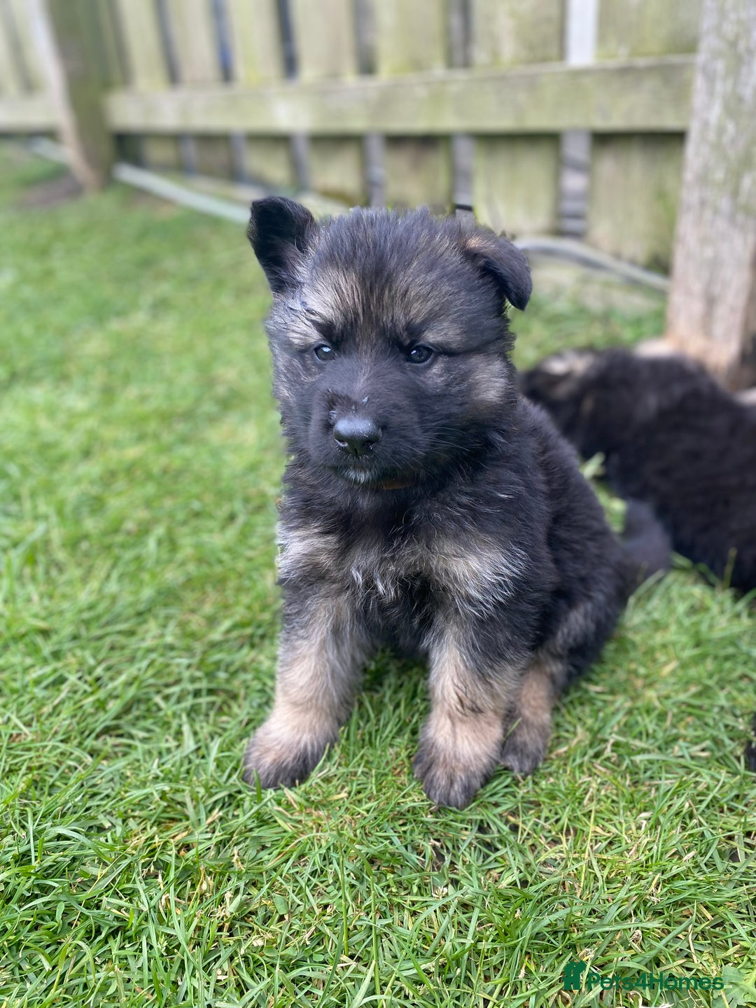 German Shepherd dogs for sale: Ready to leave 🐾 GSD Puppies - Image 29