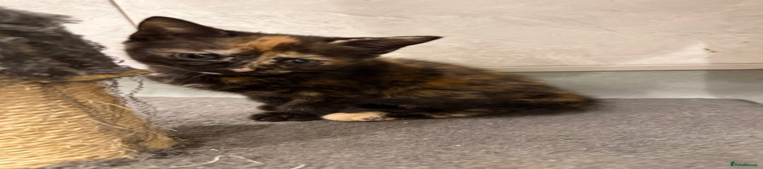 Tortoiseshell female